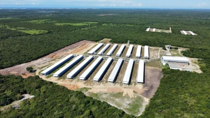 Avicultura no Ceará: Granja Regina alcança 34% do mercado de frango resfriado