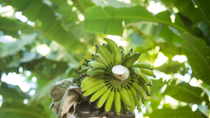 Banana/Cepea: Fim de mês pressiona cotação da nanica