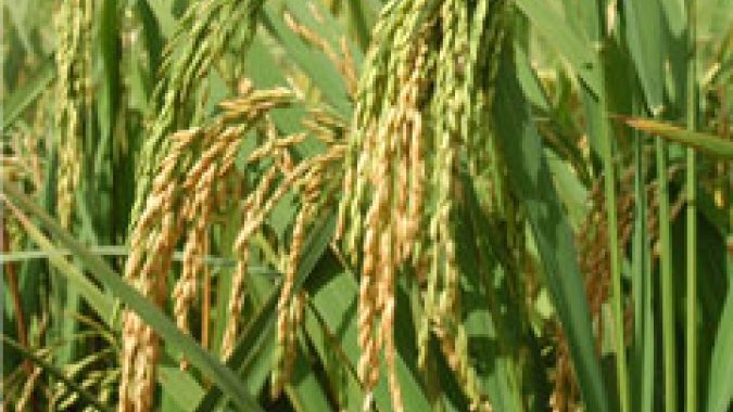 Do excedente à tensão: oferta mundial de arroz ameaçada pela guerra do Irã e pelo El Niño