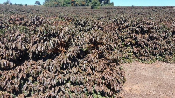 CNA debate ações para mitigar danos por geadas e granizo nos cafezais
