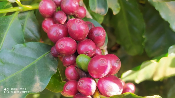 Comissão Técnica de Café debate caminhos para fortalecer a cultura no Paraná