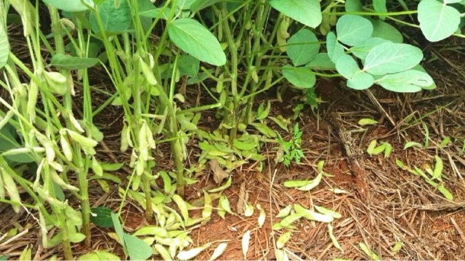 Condições extremas de clima levaram ao abortamento de vagens que tirou até 20% da produtividade da soja 20/21 no MT