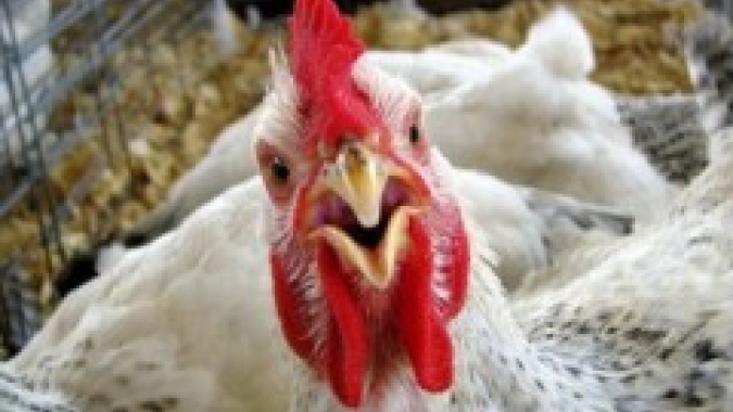 Frango congelado ou resfriado no mercado paulista têm perdas de mais de 2% no preço nesta quarta-feira (14)