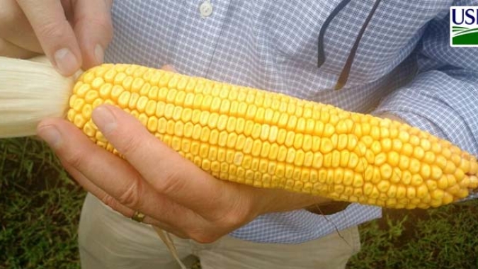 USDA informa nova venda de milho para destinos não revelados nesta 6ª feira
