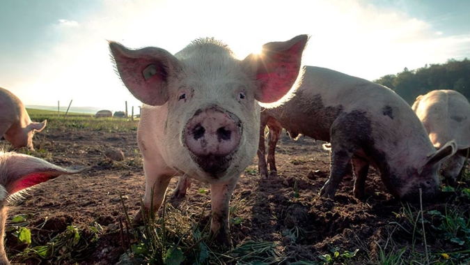 China liberará reservas de carne suína a partir de setembro para garantir abastecimento durante feriados