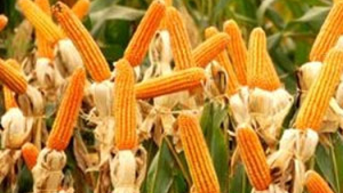 SC pode aumentar produção anual de milho em 2,5 milhões de toneladas sem ampliar área plantada
