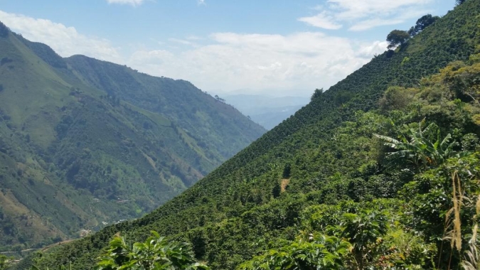 Exportação de café colombiano recua 11% em junho; país ainda tenta restabelecer normalidade após caos