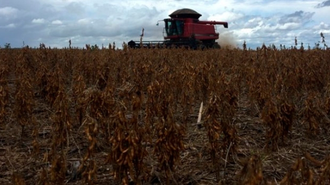 Segundo maior produtor de soja, Paraná responde por 14% da safra brasileira