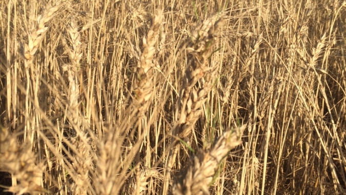 Trigo/Cepea: Com clima seco, preços seguem em alta