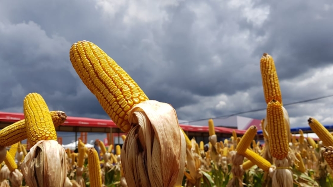 Imea amplia estimativa de área plantada para milho 22/23 e MT deve ter recorde de produção
