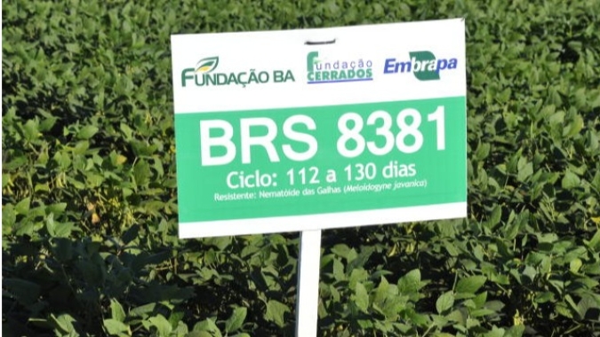 “Embrapa segue firme perseguindo a alta produtividade nas variedades de sojas convencionais”, afirma Embrapa Cerrados
