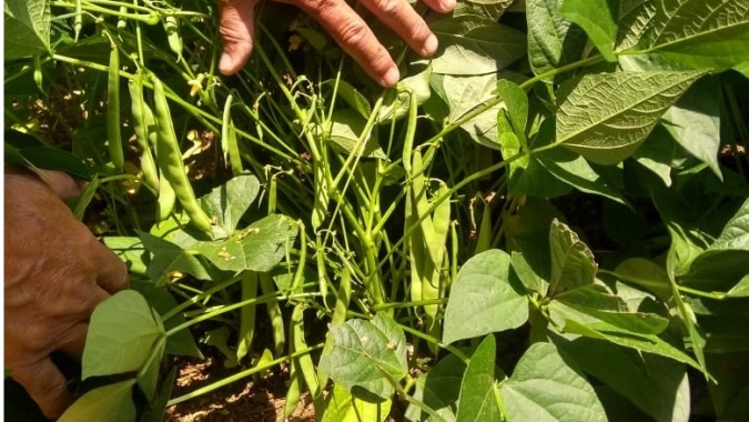 Tecnologia para o solo aumenta a produtividade no cultivo de feijão