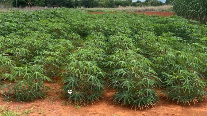 Pesquisa de melhoramento genético desenvolvida pela Emater busca oferecer variedades mais produtivas de mandioca