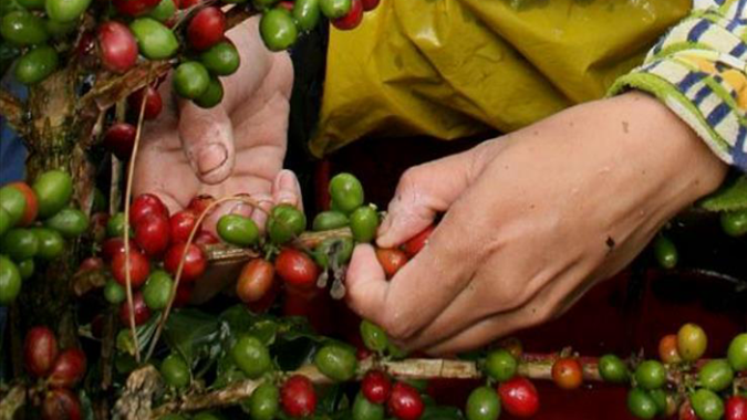 Racionalizar mão de obra é a melhor opção para colheita do café, diz pesquisador