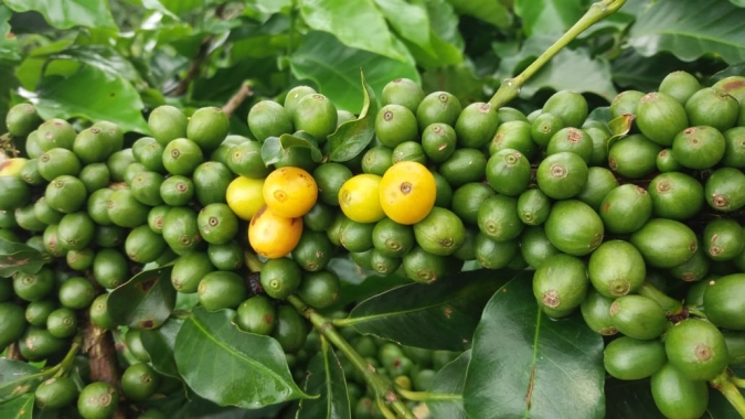 Últimas chuvas em Minas Gerais devem ajudar aumentar a produção de café especial