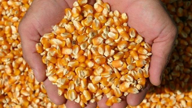 Boletim Agropecuário de abril: produtividade do milho em Santa Catarina é a maior da história