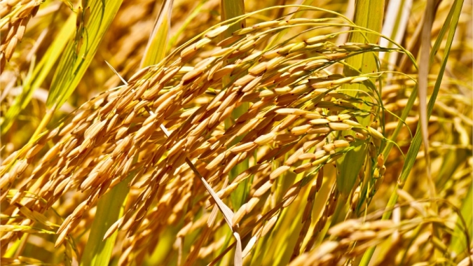 Embrapa: Ciência leva o Tocantins ao terceiro lugar na produção nacional de arroz