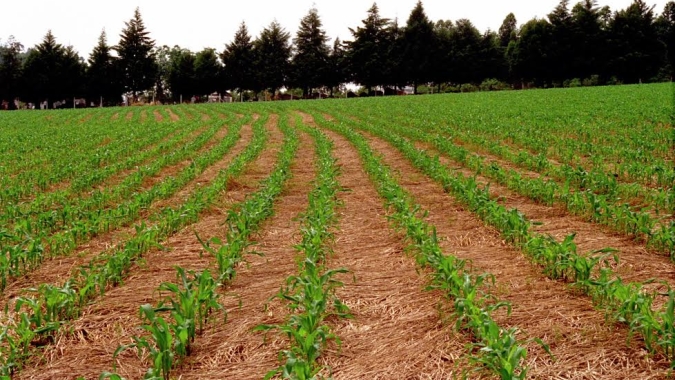 Plantio de milho 2ª safra do Paraná atinge 37% da área e mantém atraso, diz Deral
