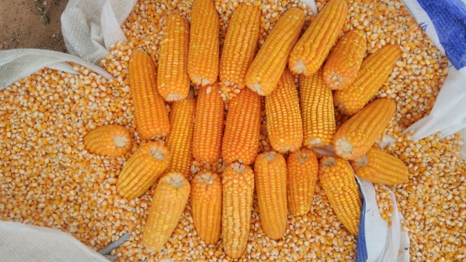 B3 sente aumento da oferta de milho no mercado interno e cai nesta 5ªfeira