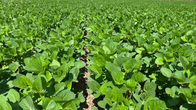 Convênio 100/97: Renovação estimula competitividade e fortalece setor agrícola brasileiro