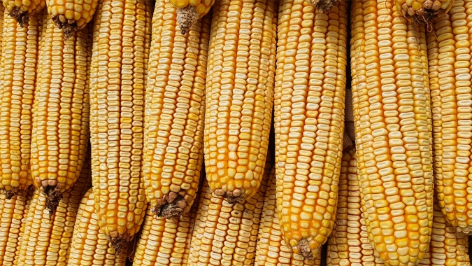 B3 precisa ampliar limite de alta para acomodar valorização do milho nesta 3ªfeira