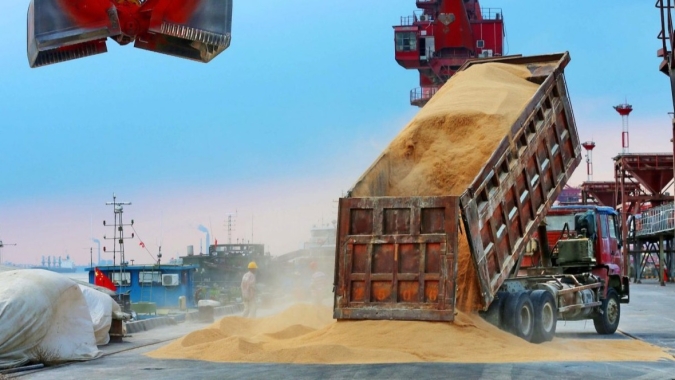 Venda antecipada de soja do Brasil atinge 53,4%; milho tem recorde, diz Datagro