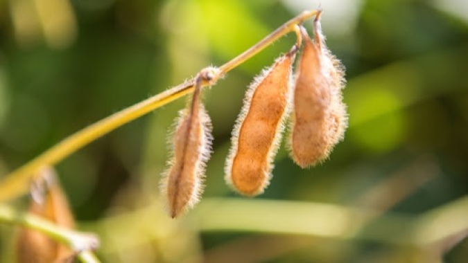 Soja segue em alta na CBOT nesta 5ª e marca máximas em uma semana com fundos na ponta compradora
