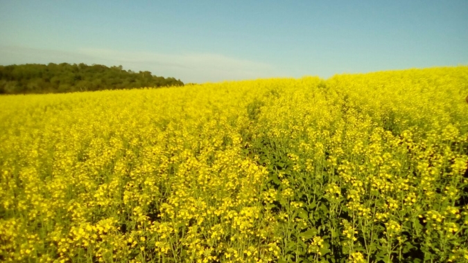 Aplicativo gratuito ajudará o produtor a acompanhar todo o ciclo de plantio da canola