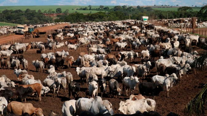 Mercado do boi gordo manteve o ritmo de valorização ao longo de outubro, encerrando o mês com preços firmes
