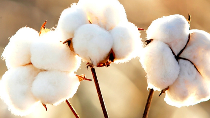 Declaração da Abrapa sobre a publicação da auditoria encomendada pela Better Cotton para a Peterson
