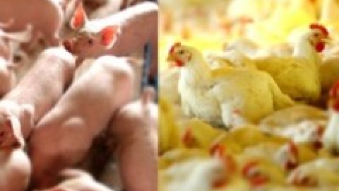 Exportação brasileira de carne de frango deve subir 6% em 2022, enquanto de carne suína pode cair até 3%, aponta ABPA
