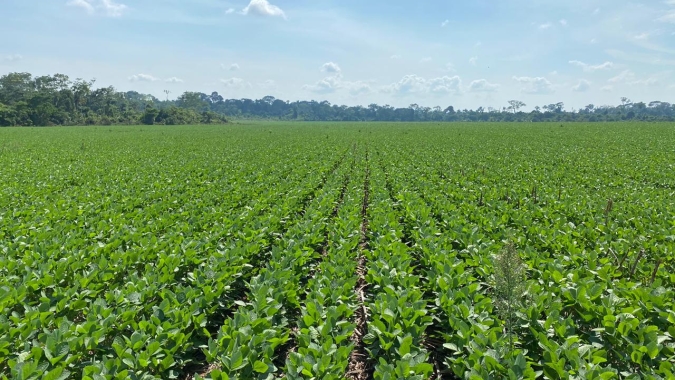 Soja cresce no Cerrado, mas taxa de desmatamento associado à cultura diminui nos últimos anos