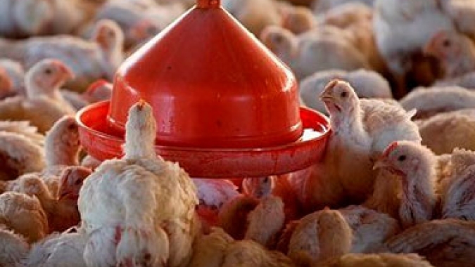 Frango: preço do resfriado cai 1,13% no mercado de São Paulo neste dia 1º de setembro