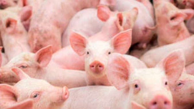 Suinocultores catarinenses devem manter lucros em 2020, mas devem ter pé no chão