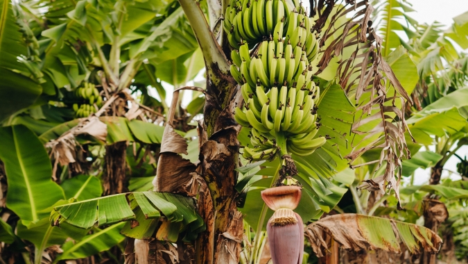 Banana/Cepea: Devido à baixa oferta, cotações sobem na Ceagesp