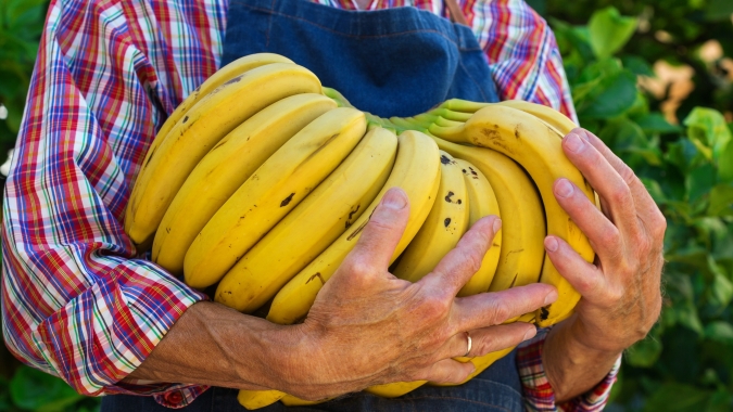 Banana/Cepea: Como foi o cenário de exportação brasileira no ano de 2025?