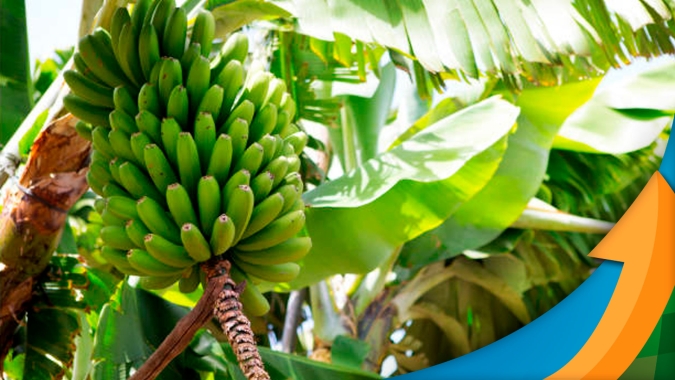 Produção de banana pode dobrar em SC e PR com melhora no manejo nutricional