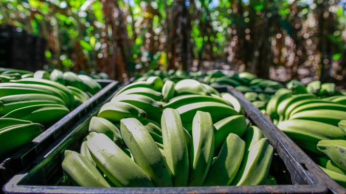 Agrodefesa orienta sobre medidas fitossanitárias da cultura da banana em Goiás