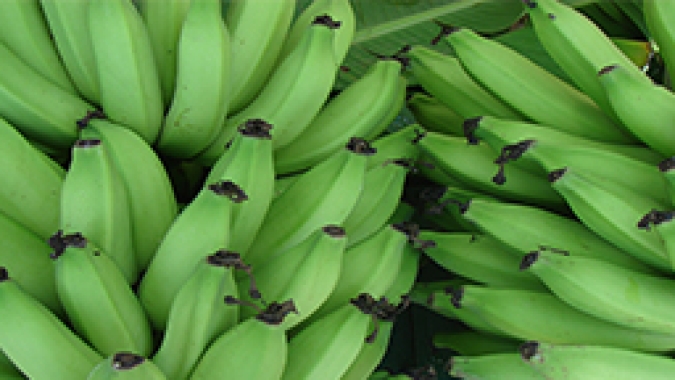 Colômbia recebe variedades de banana da Embrapa para testes