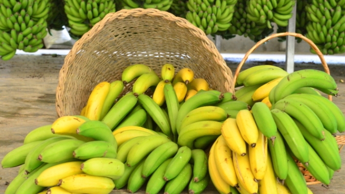 Banana/Cepea: Feira em Delfinópolis traz discussões importantes ao setor