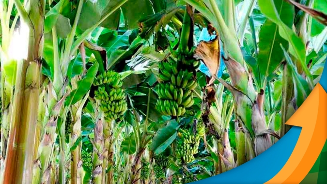 Banana: Com condições climáticas adversas, produtor no Centro-Sul do Brasil precisa estar muito atento ao manejo nutricional