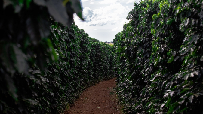 Procafé: Com crise dos fertilizantes, produtor de café necessita de nova análise de solo para mitigar impactos
