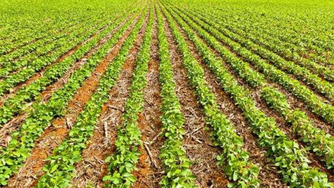 Programa Global de Agricultura de Baixo Carbono BASF registra avanços e projeta ações para 2023