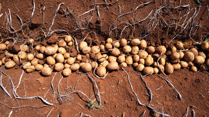 Batata/Cepea: Menor demanda pressiona cotações em SP; geada pode impactar oferta