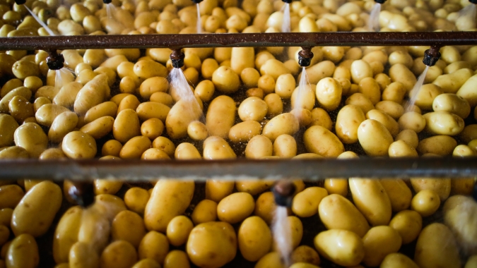 Batata/Cepea: Menor oferta eleva preços nos principais atacados