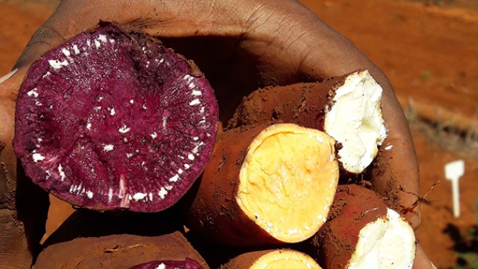 Pesquisa desenvolve batatas-doces coloridas e biofortificadas
