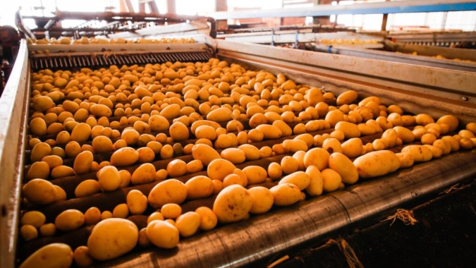 Goiás consolida crescimento na produção de batata-inglesa, com projeção de recuperação do VBP em 2026