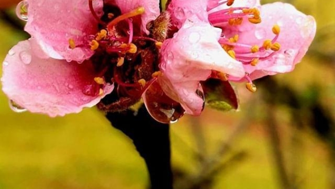 Chegada da primavera: Secretaria de Agricultura do RJ apoia floricultores com a linha de crédito Florescer
