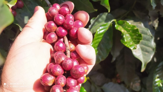 Café: Previsão de novas chuvas no parque cafeeiro pressionam os preços em Londres e Nova York