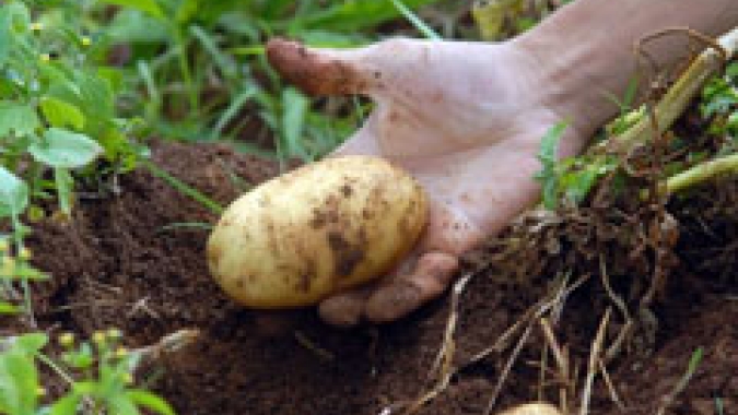 Culturas de hortifrúti apresentam incremento de produtividade e qualidade com a nutrição adequada